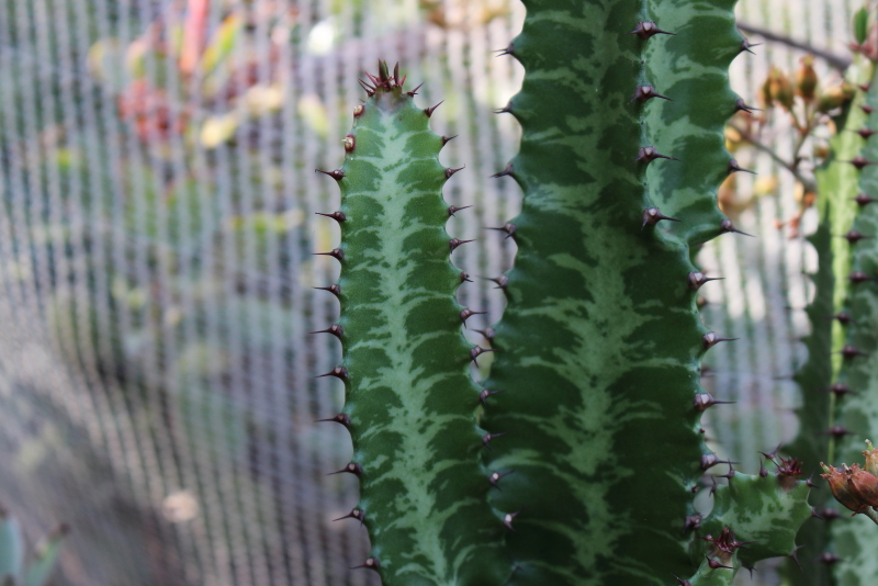 Euphorbia trigona - African Milk Tree