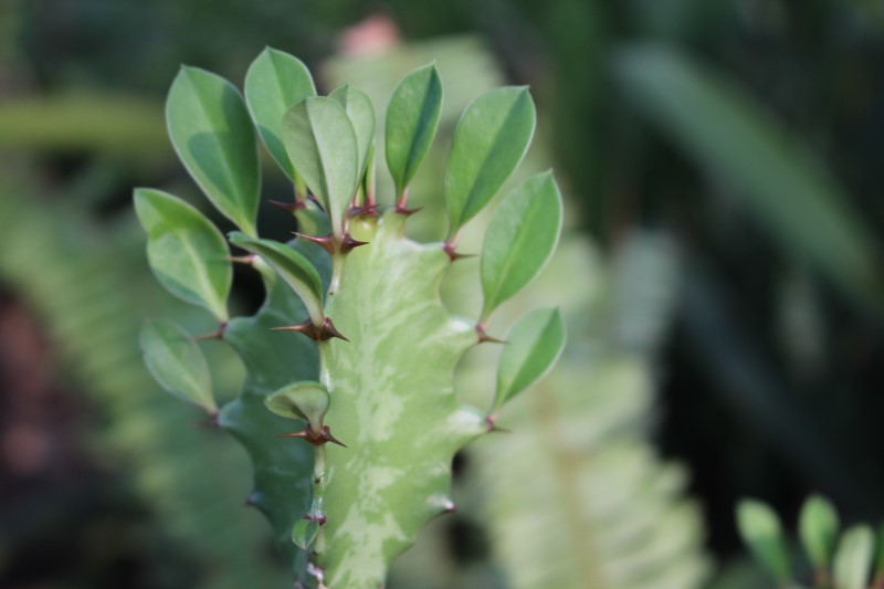 Euphorbia trigona - African Milk Tree