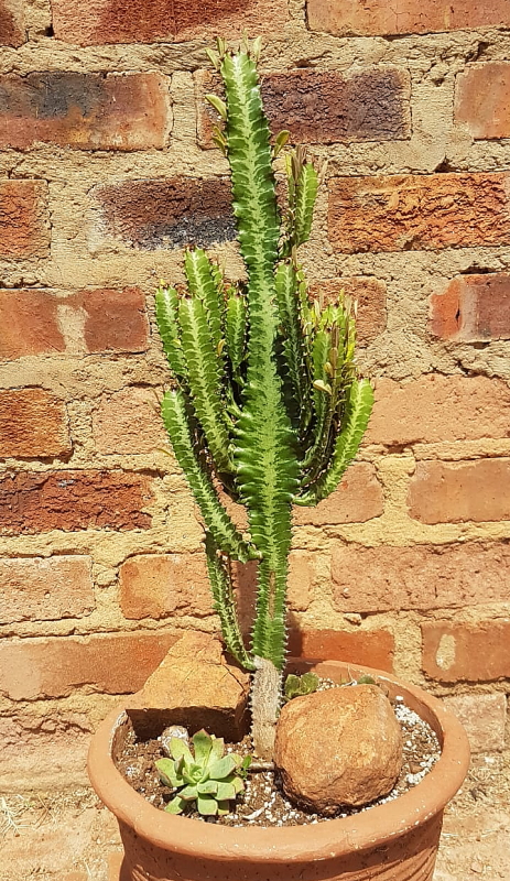 Euphorbia trigona - African Milk Tree (Mature Plant)