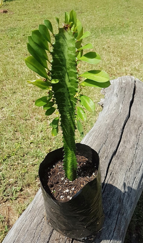Euphorbia trigona - African Milk Tree (Small plant)
