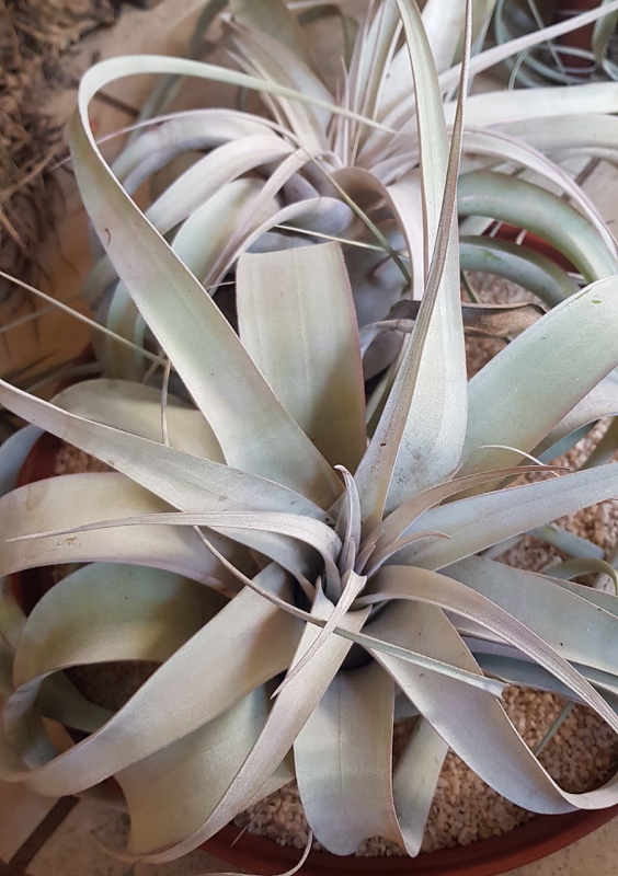Tillandsia xerographica - Xerographic Air Plant
