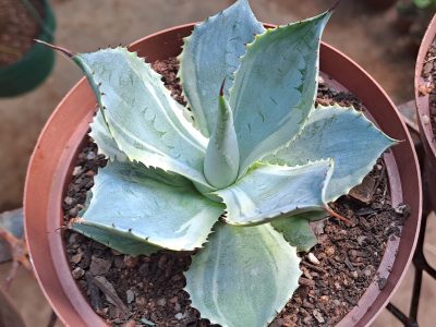 Variegated Butterfly Agave - Agave potatorum 'Tradewinds'
