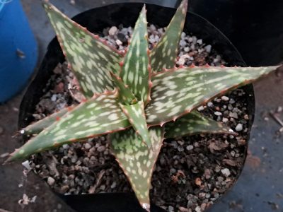 Aloe jucunda