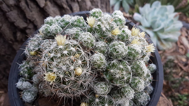 Mammillaria gracilis fragilis - Thimble Cactus Flowers