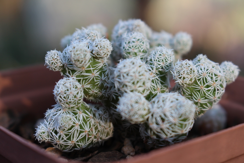 Mammillaria gracilis fragilis - Thimble Cactus