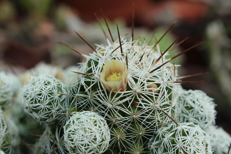 Mammillaria gracilis fragilis - Thimble Cactus