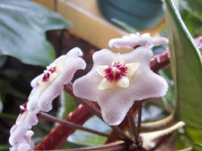 Hoya carnosa - Wax Plant Flowers
