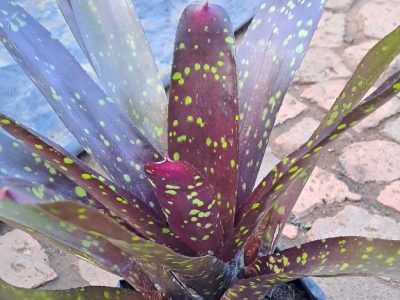 Neoregelia 'Domino' - Bromelaid hybrid