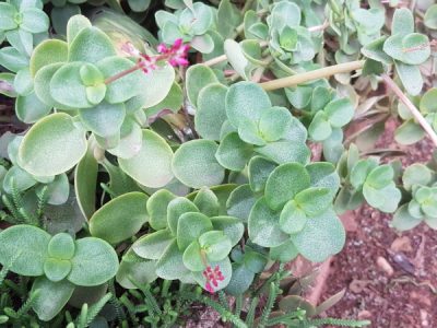 Crassula multicava - Fairy Crassula