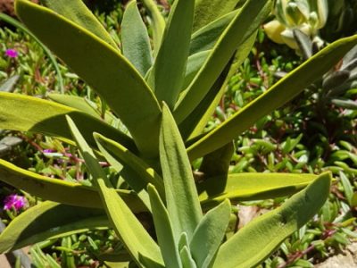 Crassula perfoliata var. coccinea