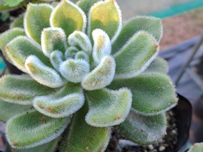 Echeveria 'Doris Taylor' - Woolly Rose