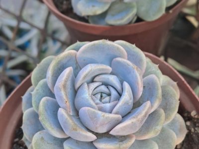 Echeveria 'Tynie Burger'