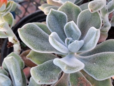 Echeveria pulvinata 'Frosty' - White Chenille Plant