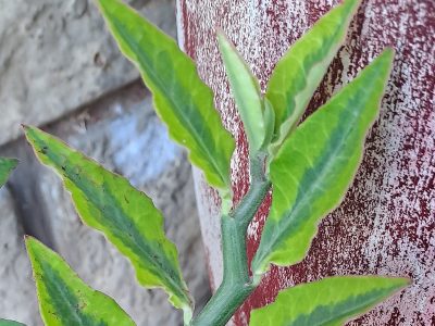 Euphorbia tithymaloides 'Variegata' - Variegated Zig Zag Plant