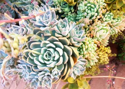 Gallery - Echeveria elegans - Mexican Snowball, Graptosedum 'Francesco Baldi' - Darley Sunshine, Crassula pellucida - Trailing Crassula, Crassula multicava - Fairy Crassula