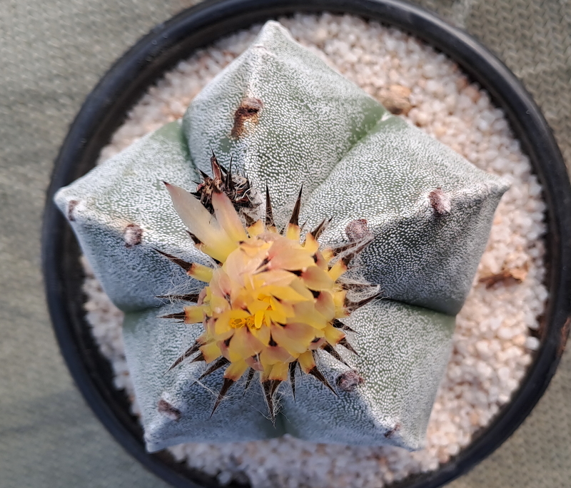 Astrophytum myriostigma - Bishop's Cap Flower