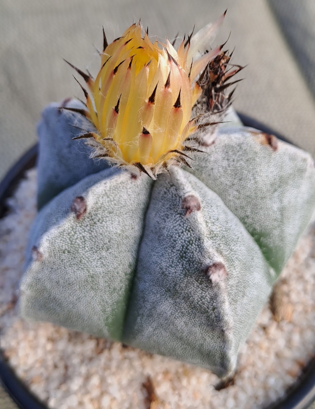 Astrophytum myriostigma - Bishop's Cap Flower
