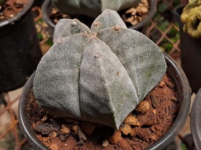 Bishop's Cap - Astrophytum myriostigma