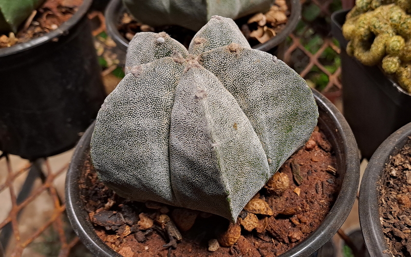 Bishop's Cap - Astrophytum myriostigma