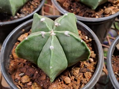 Astrophytum myriostigma var. nudum - Bishop's Cap