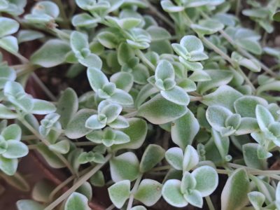 Crassula pellucida subsp. marginalis 'Petite Bicolor' - Crassula 'Petite Bicolor'