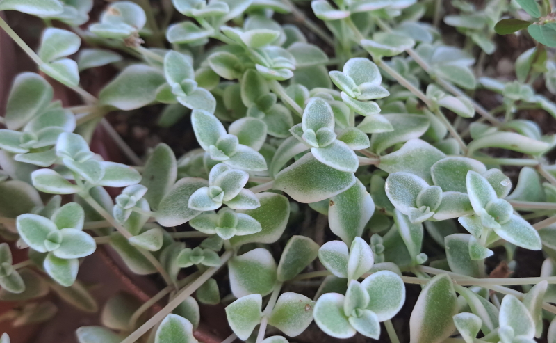 Crassula pellucida subsp. marginalis 'Petite Bicolor' - Crassula 'Petite Bicolor'