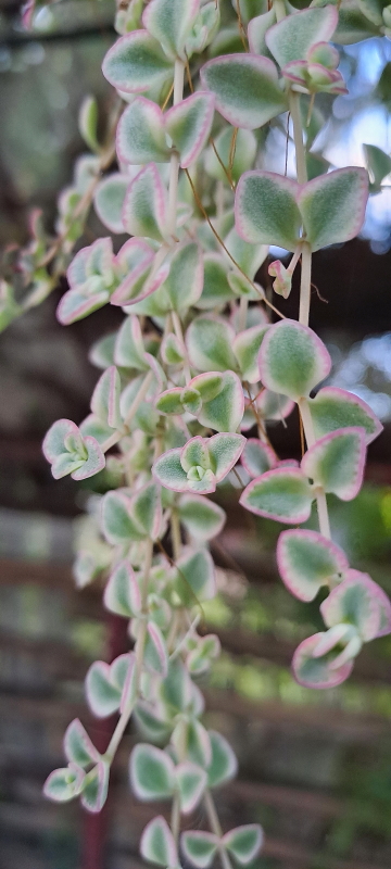 Crassula pellucida subsp. marginalis 'Petite Bicolor' - Crassula 'Petite Bicolor'