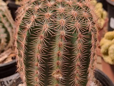 Echinocereus rigidissimus subsp. rubispinus - Rainbow Cactus