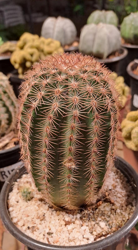 Echinocereus rigidissimus subsp. rubispinus - Rainbow Cactus