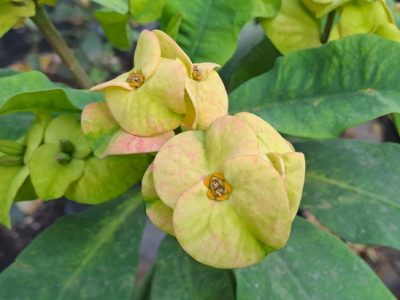 Euphorbia milii - Crown of Thorns (Yellow)