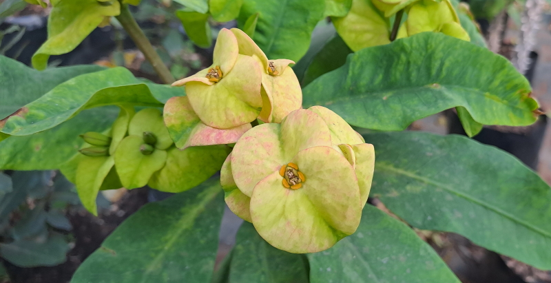 Euphorbia milii - Crown of Thorns (Yellow)