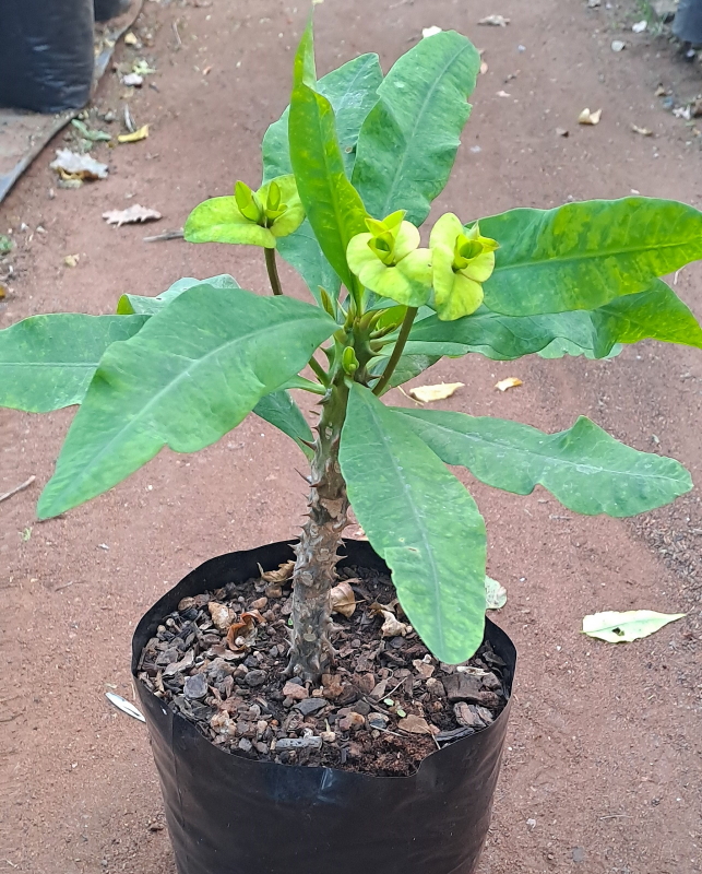 Euphorbia milii - Crown of Thorns (Yellow)