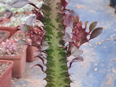 Euphorbia trigona 'Rubra' - Red African Milk Tree