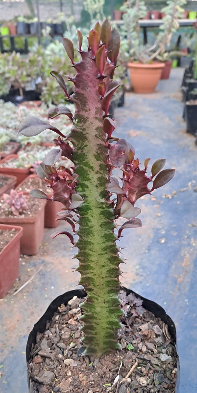 Euphorbia trigona 'Rubra' - Red African Milk Tree