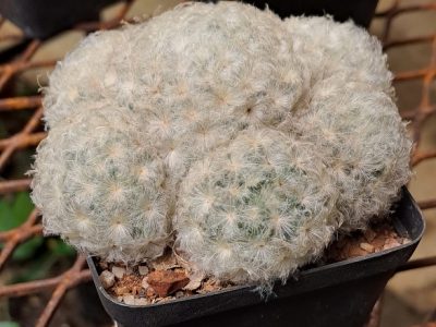 Mammillaria plumosa - Feather Cactus
