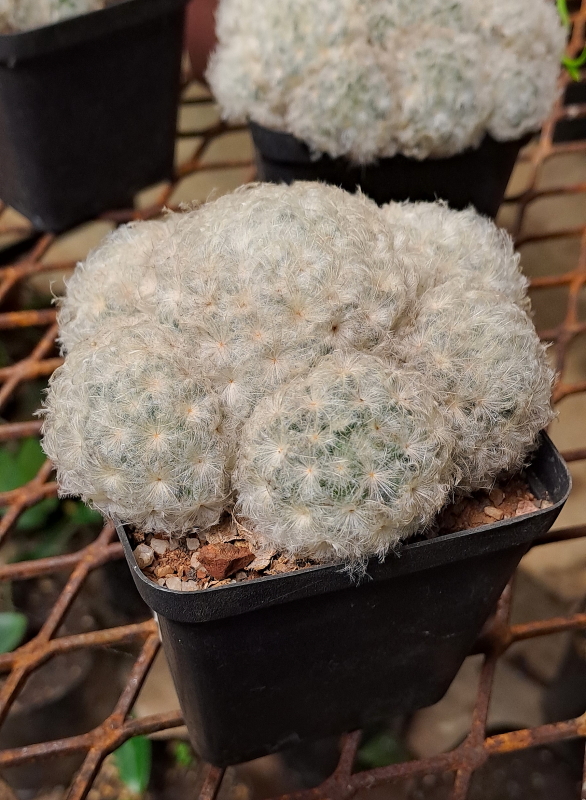 Mammillaria plumosa - Feather Cactus