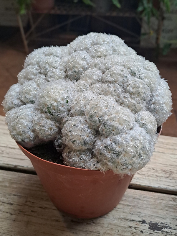 Mammillaria plumosa - Feather Cactus