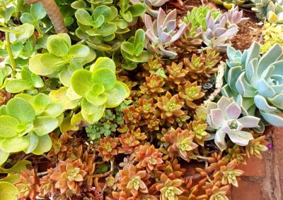 Crassula multicava - Fairy Crassula, Graptosedum 'Bronze', Graptopetalum paraguayense - Ghost Plant, Echeveria elegans - Mexican Snowball