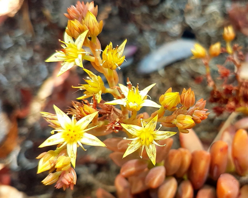 Graptosedum 'Bronze' Flowers