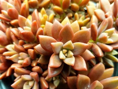 Graptosedum 'Bronze'
