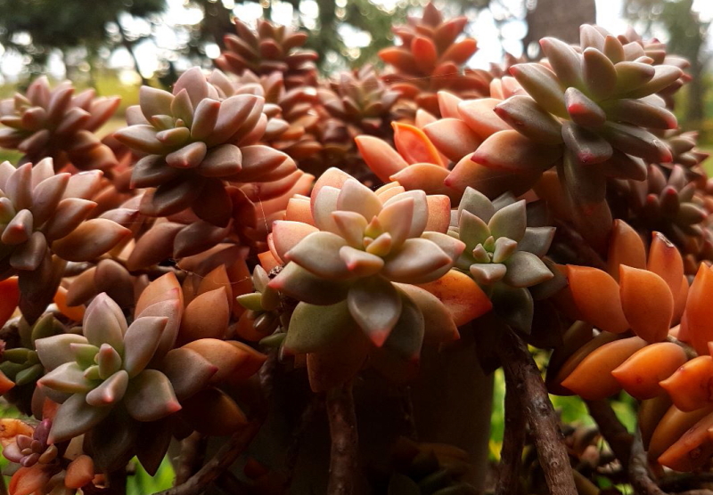 Graptosedum 'Bronze'