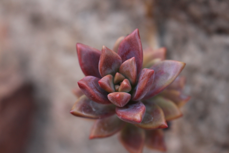 Graptosedum 'Bronze'