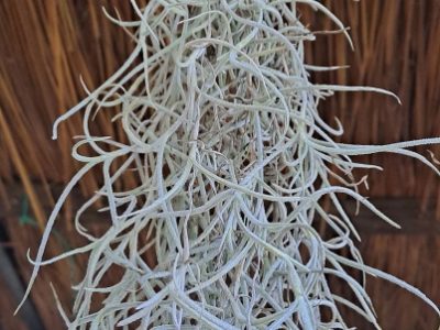 Tillandsia usneoides (Thick Form) - Air Plant - Spanish moss