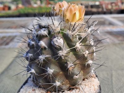 Copiapoa humilis