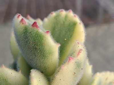 Cotyledon tomentosa 'Variegata' - Variegated Bear's Paw