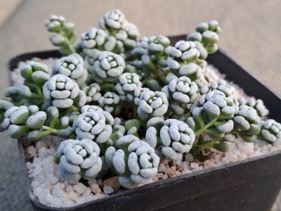 Crassula corallina - Coral Crassula