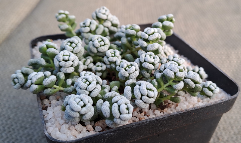 Crassula corallina - Coral Crassula