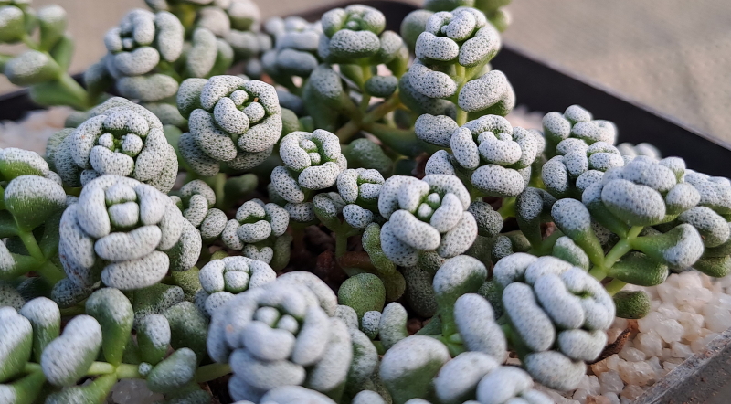 Crassula corallina - Coral Crassula