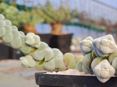 Crassula plegmatoides - Braided Crassula