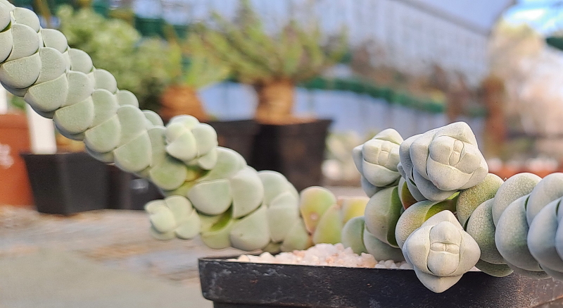 Crassula plegmatoides - Braided Crassula